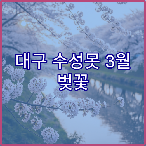 대구 수성못 3월 벚꽃 재방문 이유와 현지인 솔직 리뷰 상세 분석