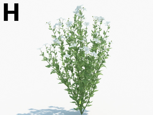 Maxtree - Plant Models Vol.3