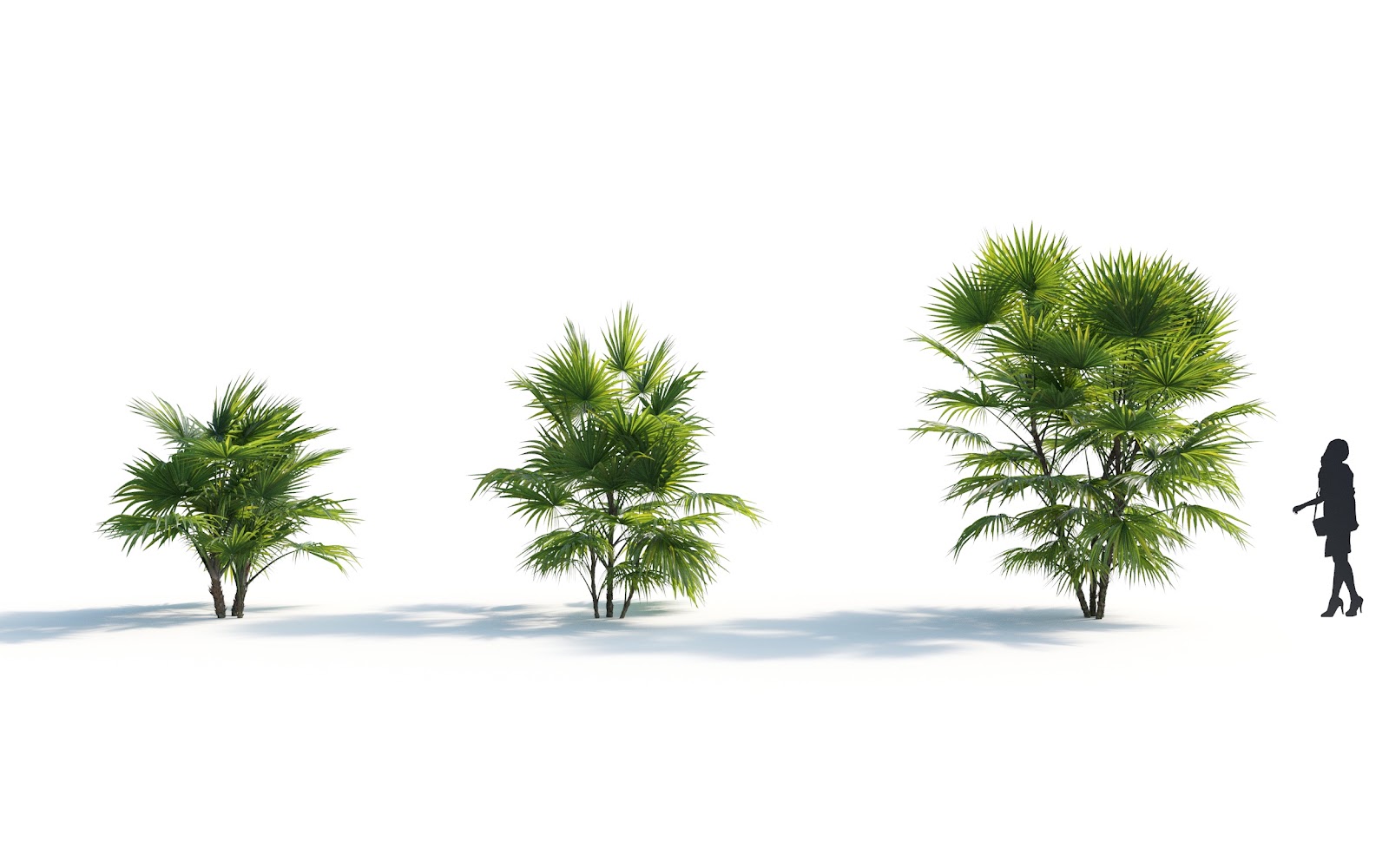 Maxtree - Plant Models Vol.7