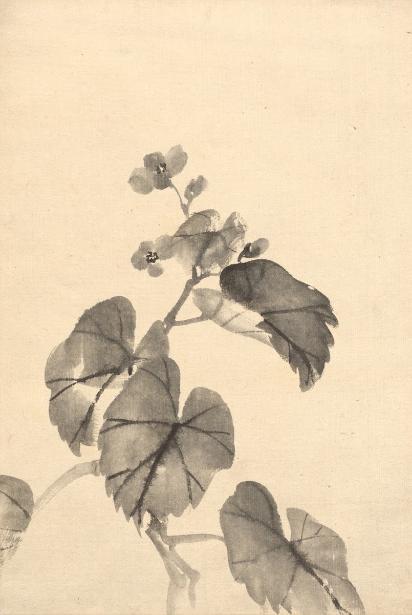 Branch of Begonia in Bloom c 188095