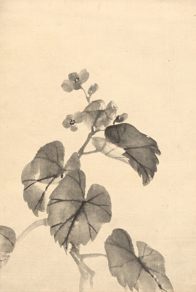 Branch of Begonia in Bloom c 188095