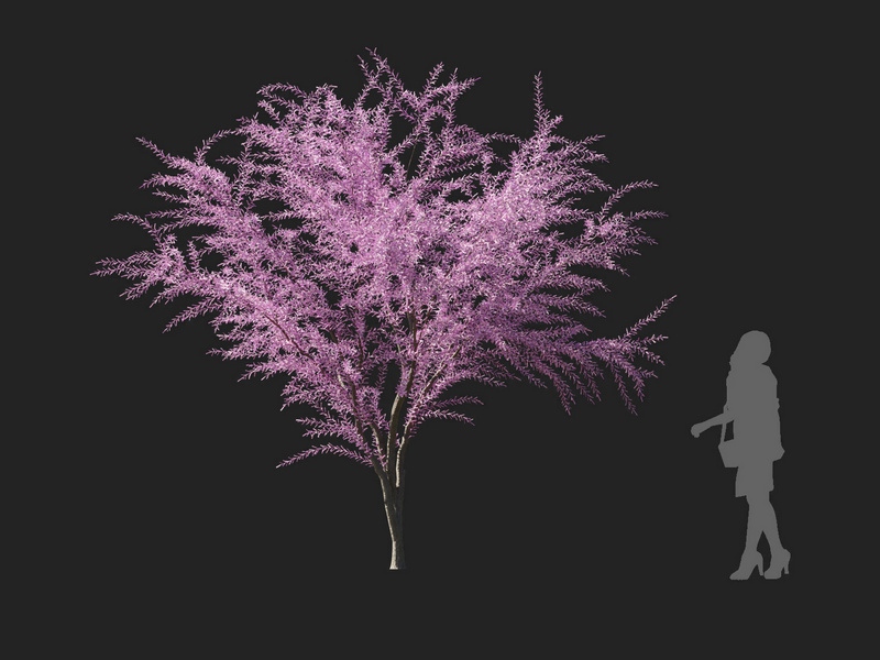 Maxtree - Plant Models Vol.127