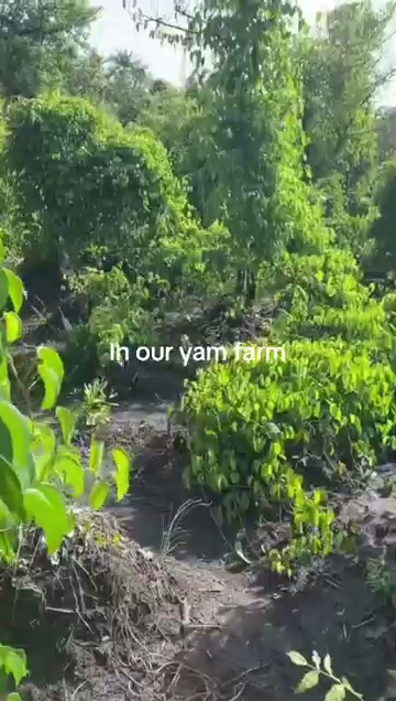 farm