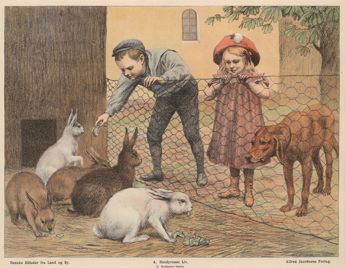 Kaninerne fodres 1910