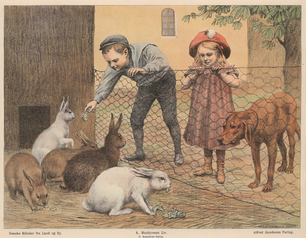 Kaninerne fodres 1910