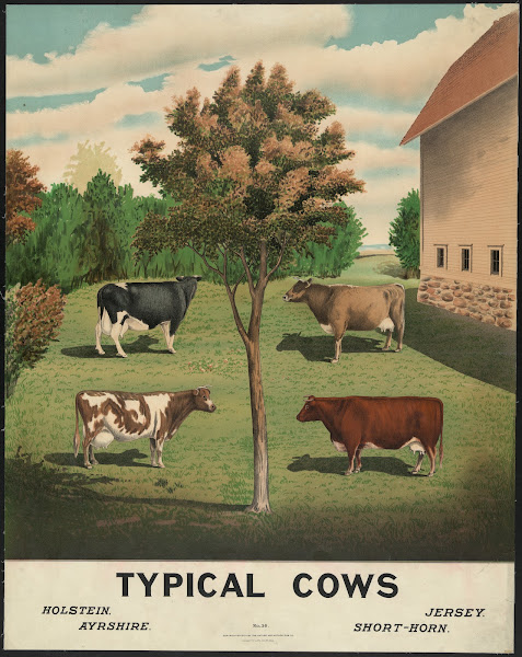 Typical cows 1904