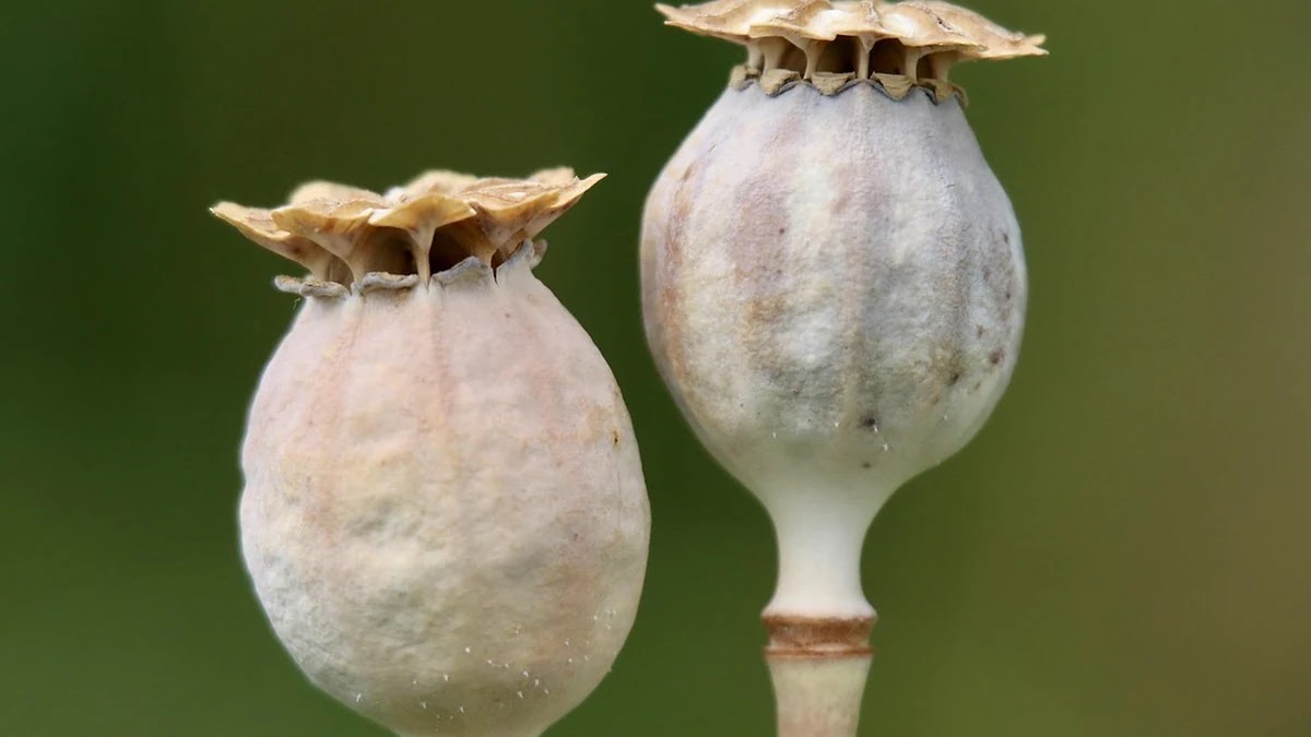 영양제 효능 비교: 비타민D, 마그네슘, 프로바이오틱스 효과 차이