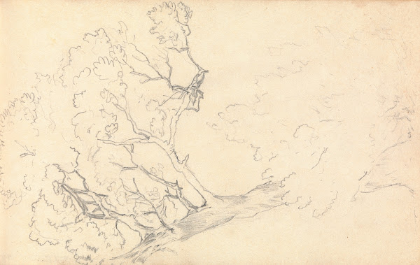 Sketch of a Large Tree