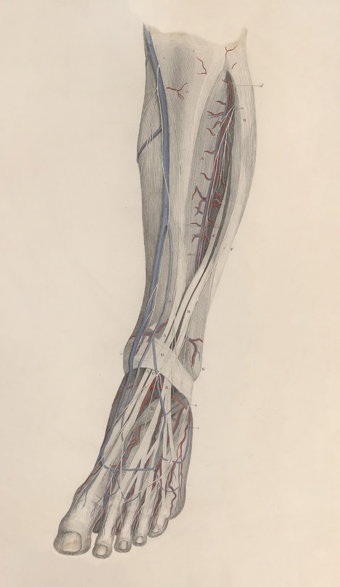 A system of anatomical plates of the human body Pl027 1840