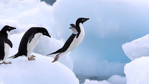 Penguins Wallpaper