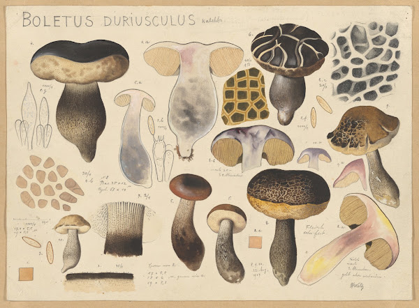 Boletus duriusculus Kalchbr 1915 1945