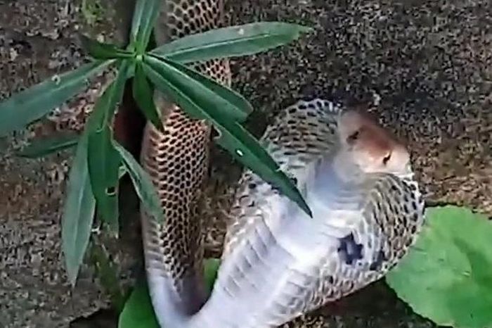 Tử chiến bảo vệ chủ, chó nhà cắn đứt đôi rắn hổ mang - Tạp chí Doanh Nghiệp Việt Nam