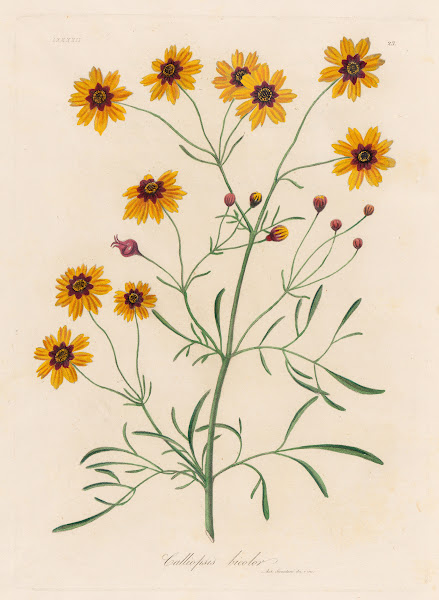 Calliopsis bicolor 1818 1824