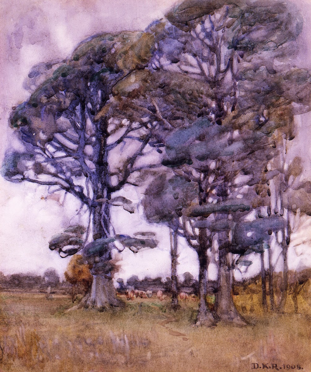 Black birch 1908