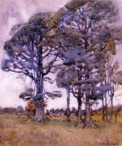 Black birch 1908