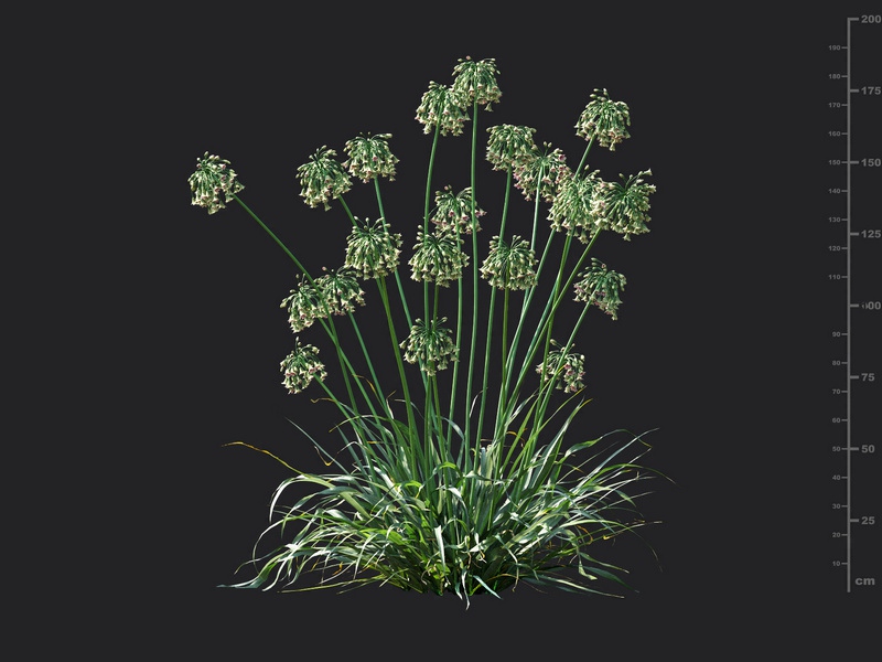 Maxtree - Plant Models Vol.115