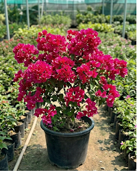 Imported Mahara Red Bougainvillea Plant