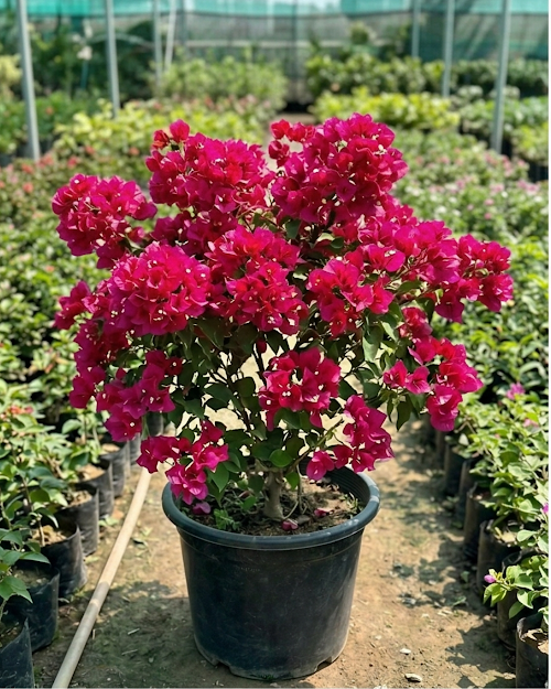 Imported Mahara Red Bougainvillea Plant