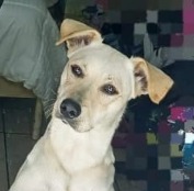 ESTRELLA	