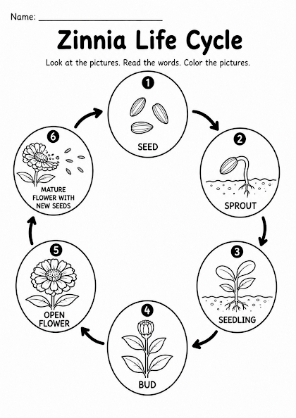 Zinnia Life Cycle Worksheet