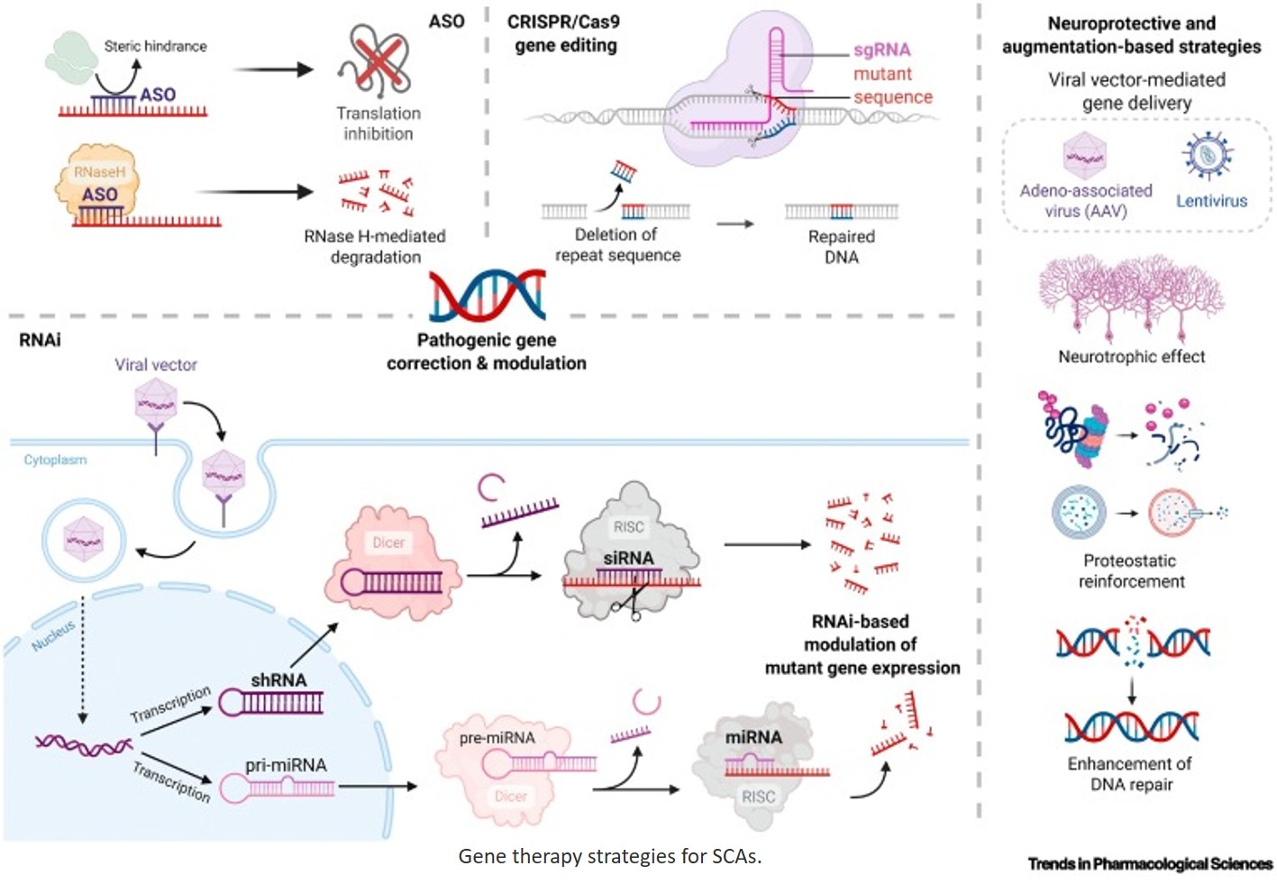 Gene therapy for spinocerebellar ataxias