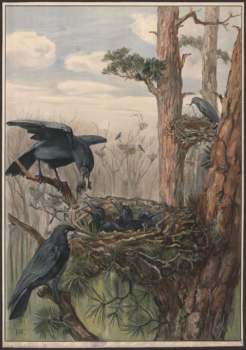 Rook 1909