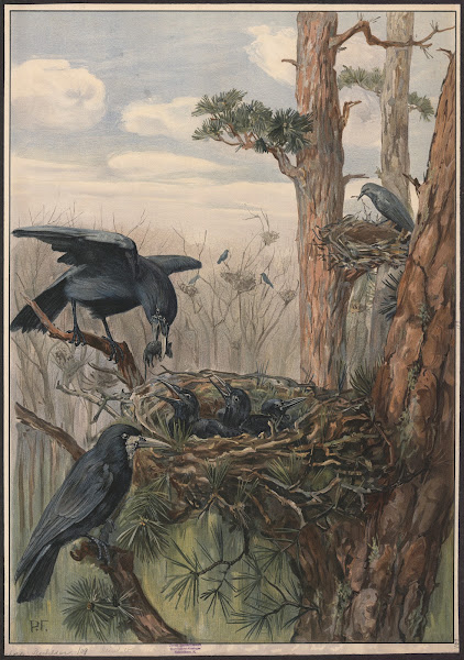 Rook 1909