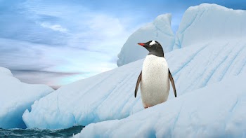 Penguin Wallpaper