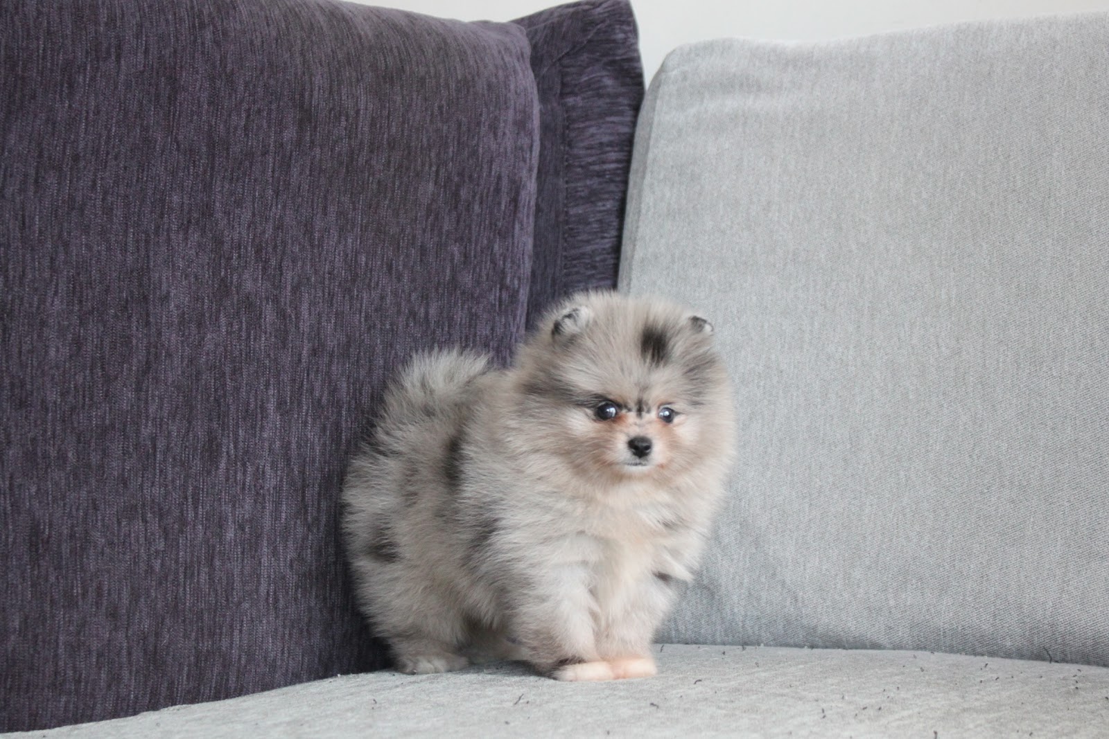 1/10出生 高端優質松鼠博美大理石弟弟