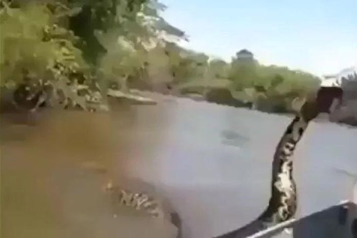 Bất chấp nguy hiểm, nhóm ba người truy đuổi trăn Anaconda dài 5,2 mét trên sông - Tạp chí Doanh Nghiệp Việt Nam