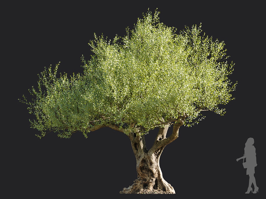 Maxtree - Plant Models Vol.113