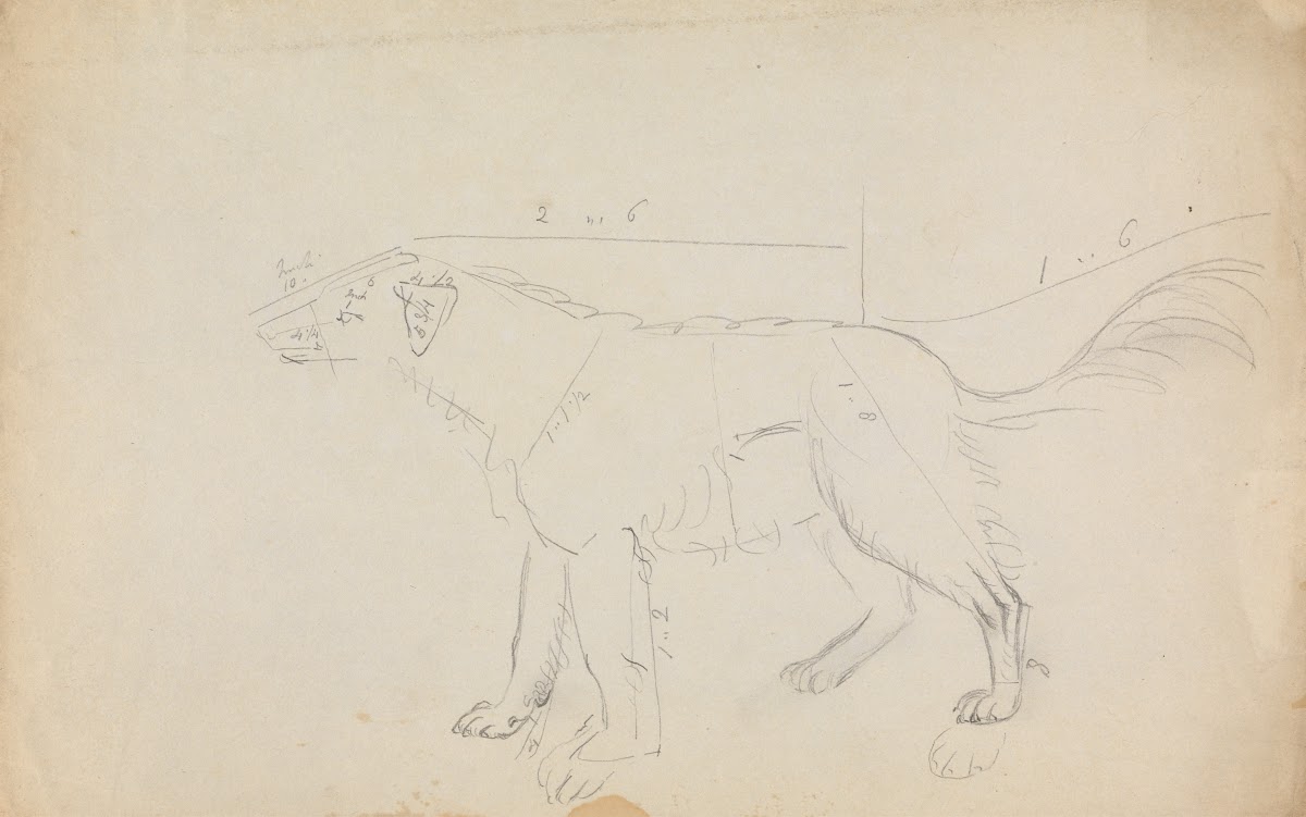 A Dog marked with measurements