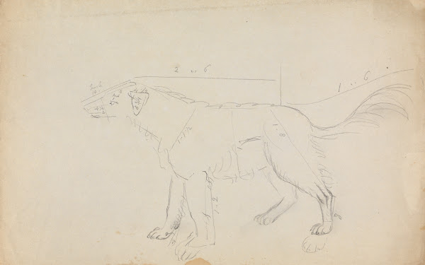 A Dog marked with measurements
