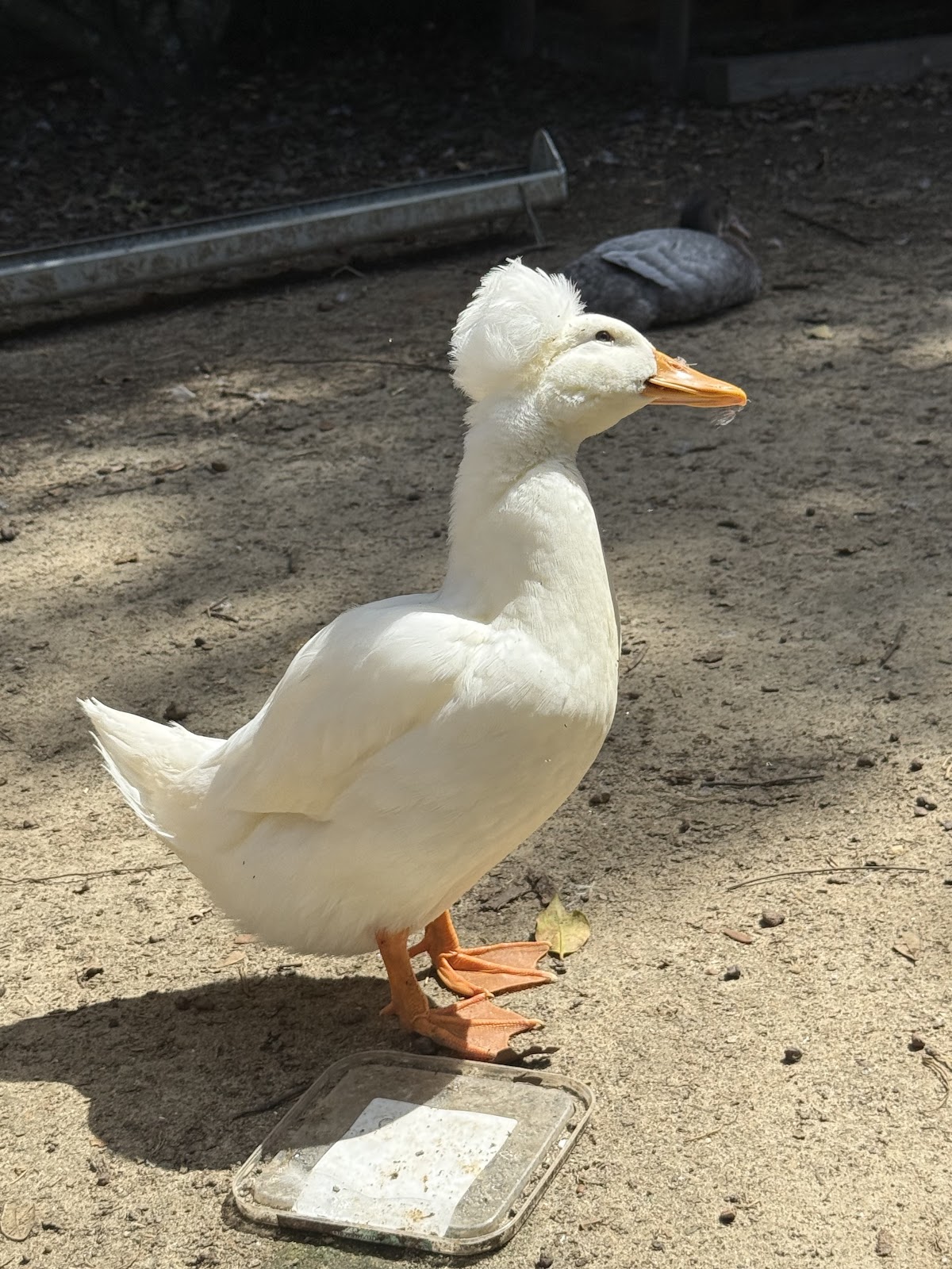 White Crested Duckling