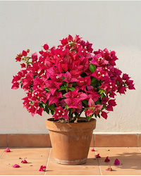 Imported Brezza Magenta Bougainvillea Plant