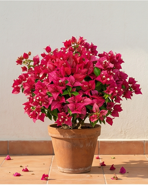 Imported Brezza Magenta Bougainvillea Plant