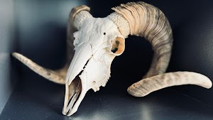 Anatomy Mystery: Police Seek Donor After Real Human Skull Surfaces at Michigan Goodwill (99 Characters)