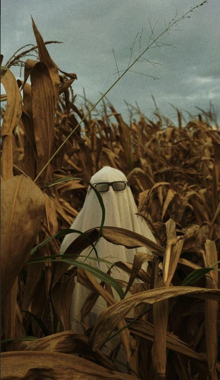 Ghost In The Cornfield - Cinematic Photography iPhone Wallpaper (736x1269)