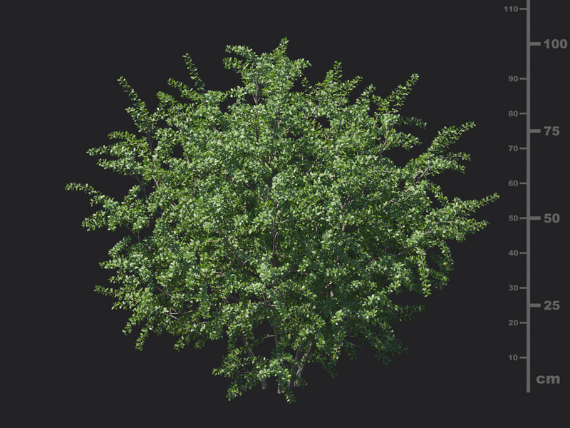 Maxtree - Plant Models Vol.129