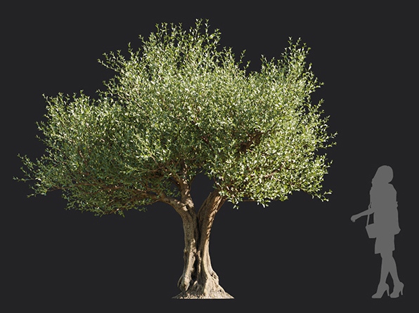 Maxtree - Plant Models Vol.113
