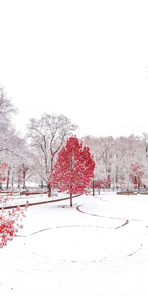 Red Winter Central Park 4K iPhone Wallpaper Background