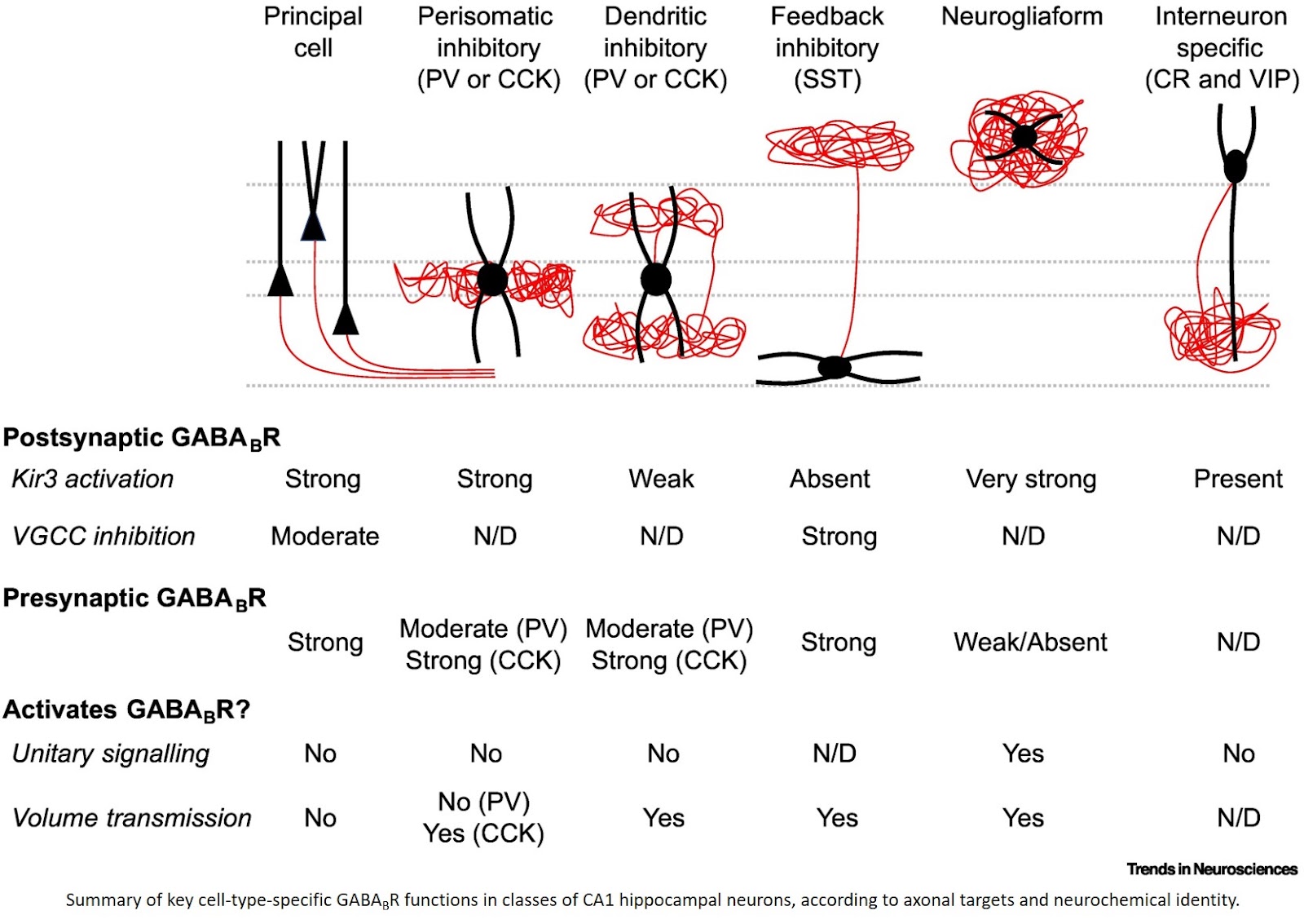 On the nature of GABAB receptors and their plasticity in the mammalian brain