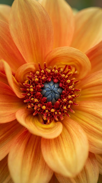 Macro Photography of an Orange Dahlia Flower Center - Free mobile Wallpaper