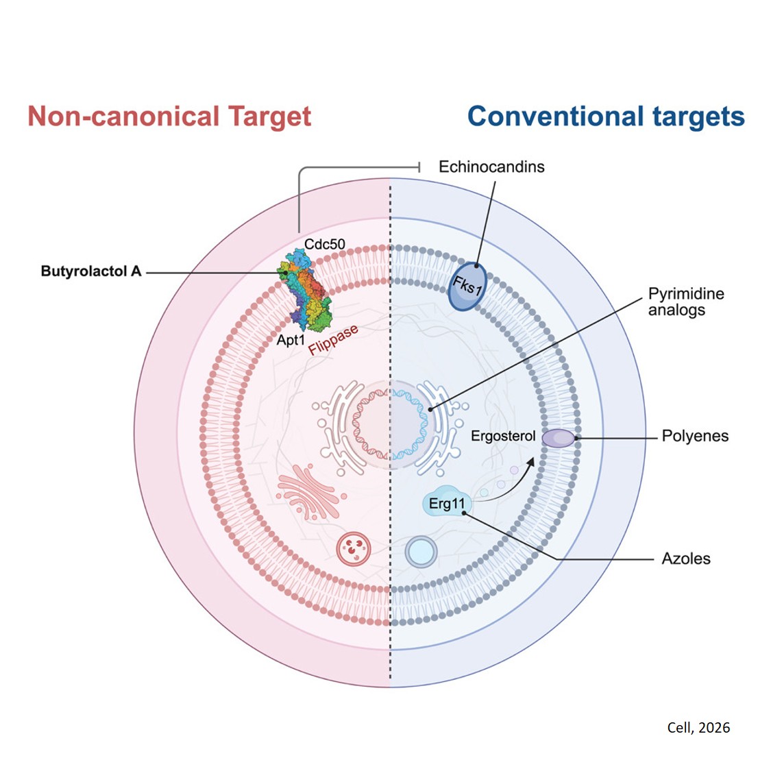 New treatment for drug-resistant fungal infections