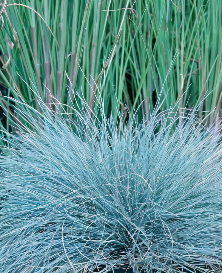 Festuca glauca Elijah Blue in piena fioritura in un giardino roccioso