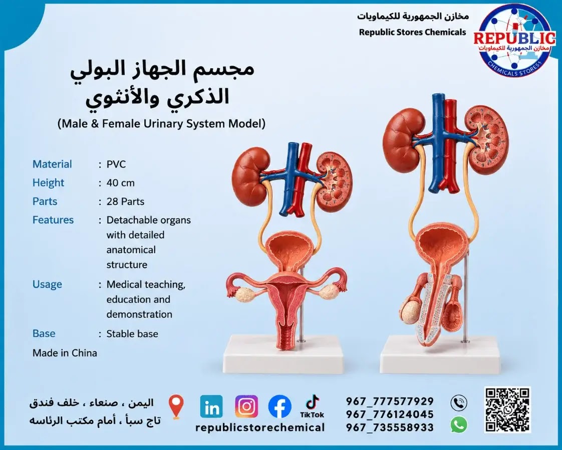 مجسم تشريح الجهاز البولي تعليمي