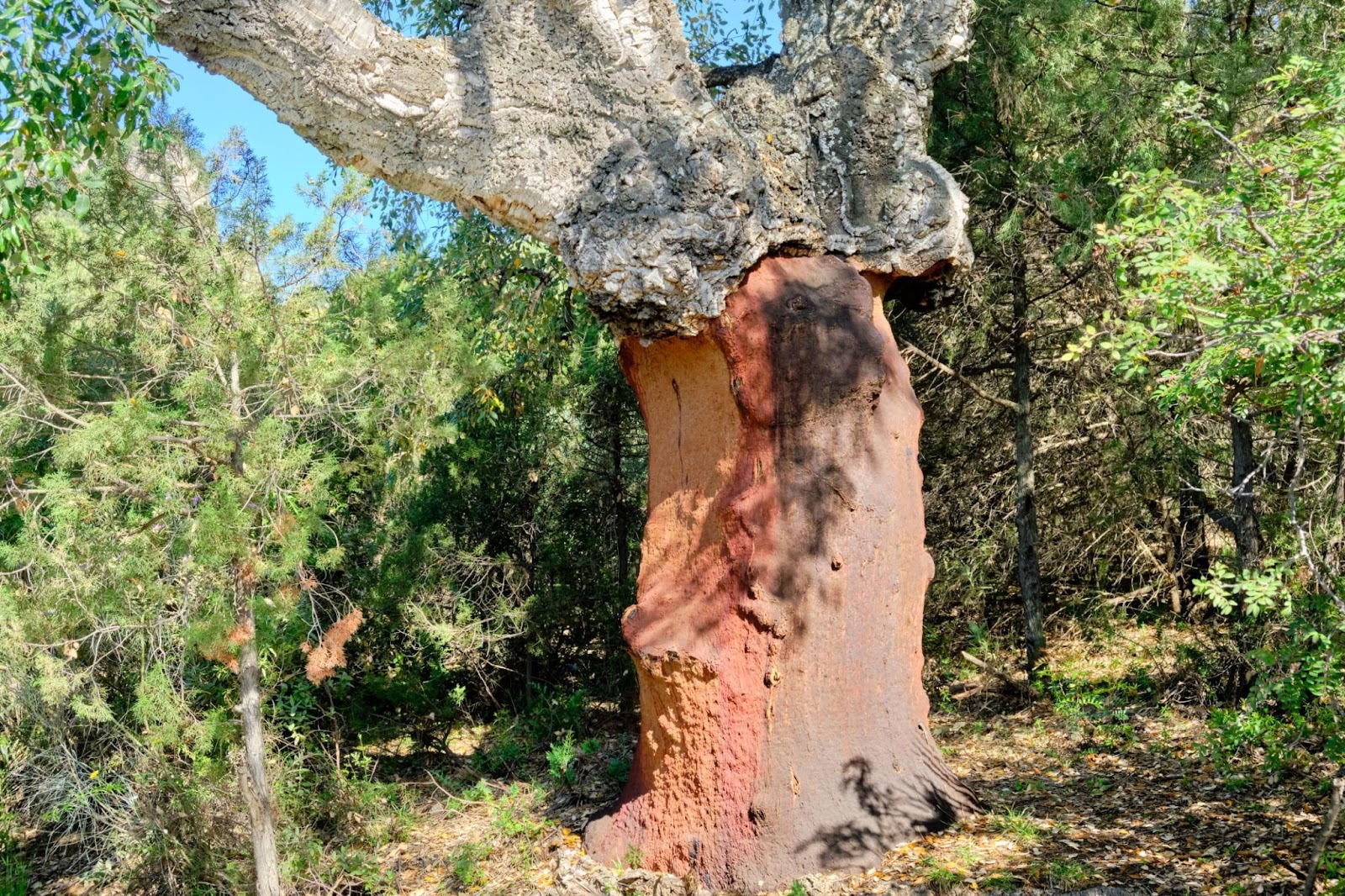 Stripped cork oak tree (Quercus suber) in the Sierra de Aracena showing its exposed reddish trunk after harvesting the outer bark.