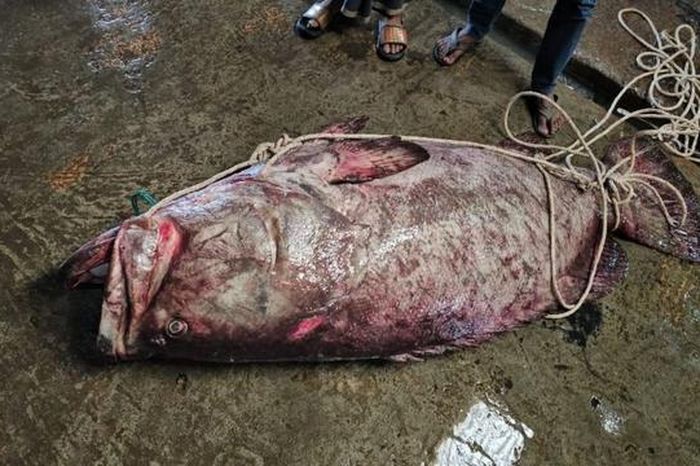 Ngư dân bắt được con cá khổng lồ nặng 200kg mắc vào lưới - Tạp chí Người Đưa Tin