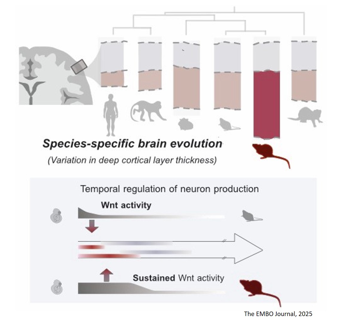Interspecific diversity in the neuronal composition of the mammalian cortex arises from heterochrony in neurogenesis