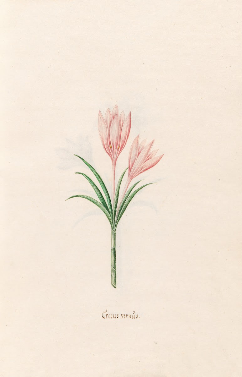 Crocus vernüs 1692